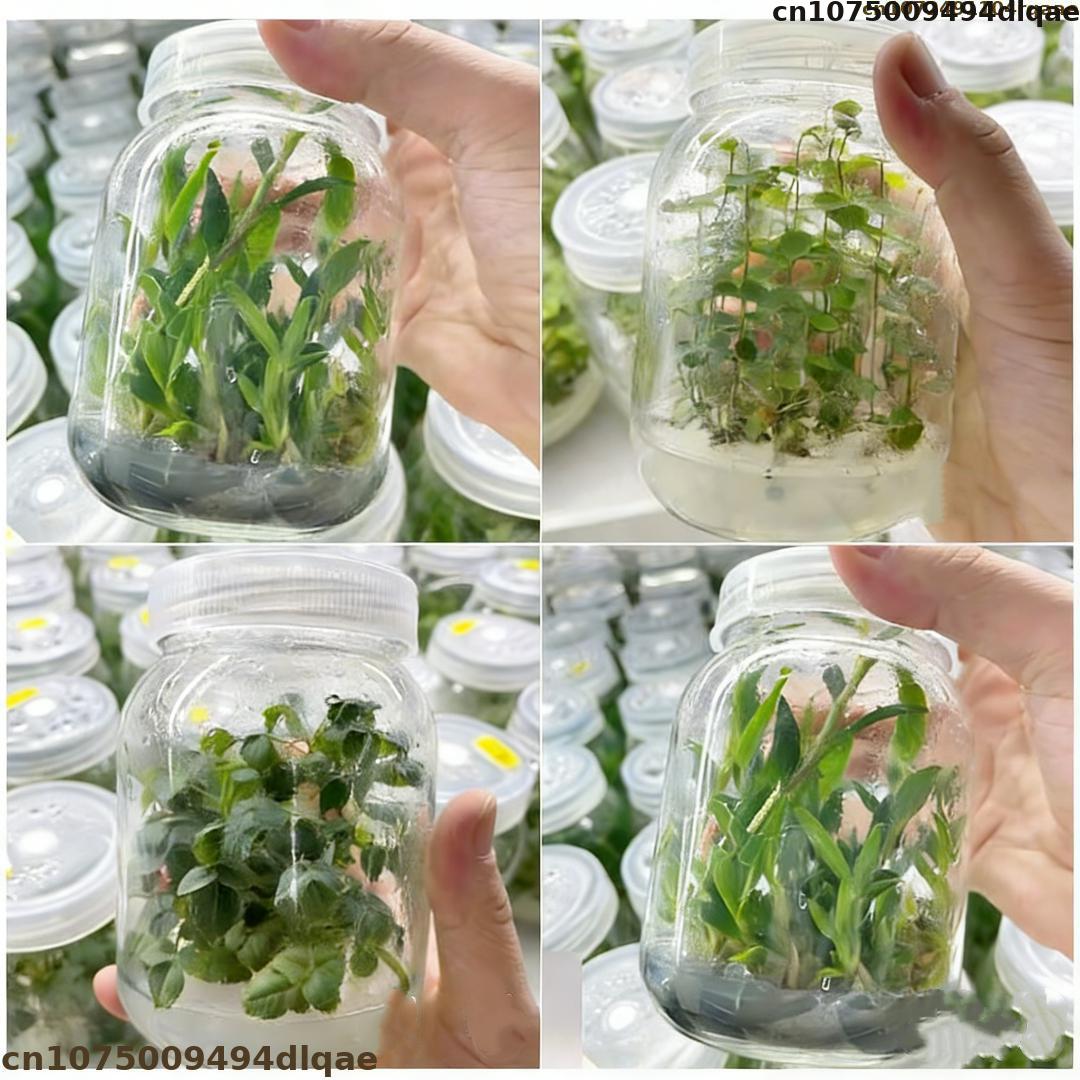 Agar Tissue Culture - Bitki Doku Kültürü Agar Tozu Yüksek